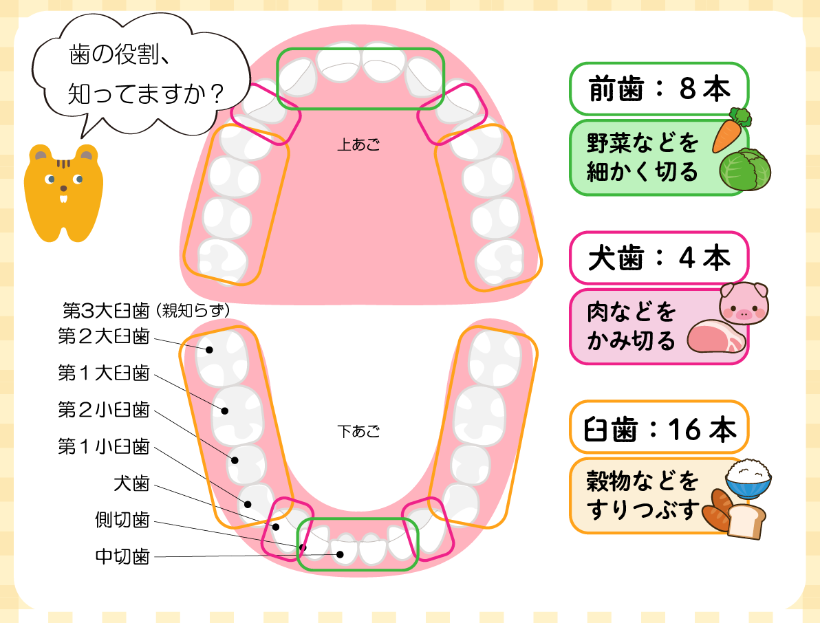 大人の場合、子供と比べて矯正装置はどのように機能しますか?